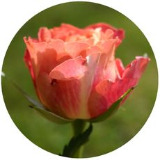 Rose-2.jpg